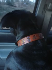  Color Dog collars